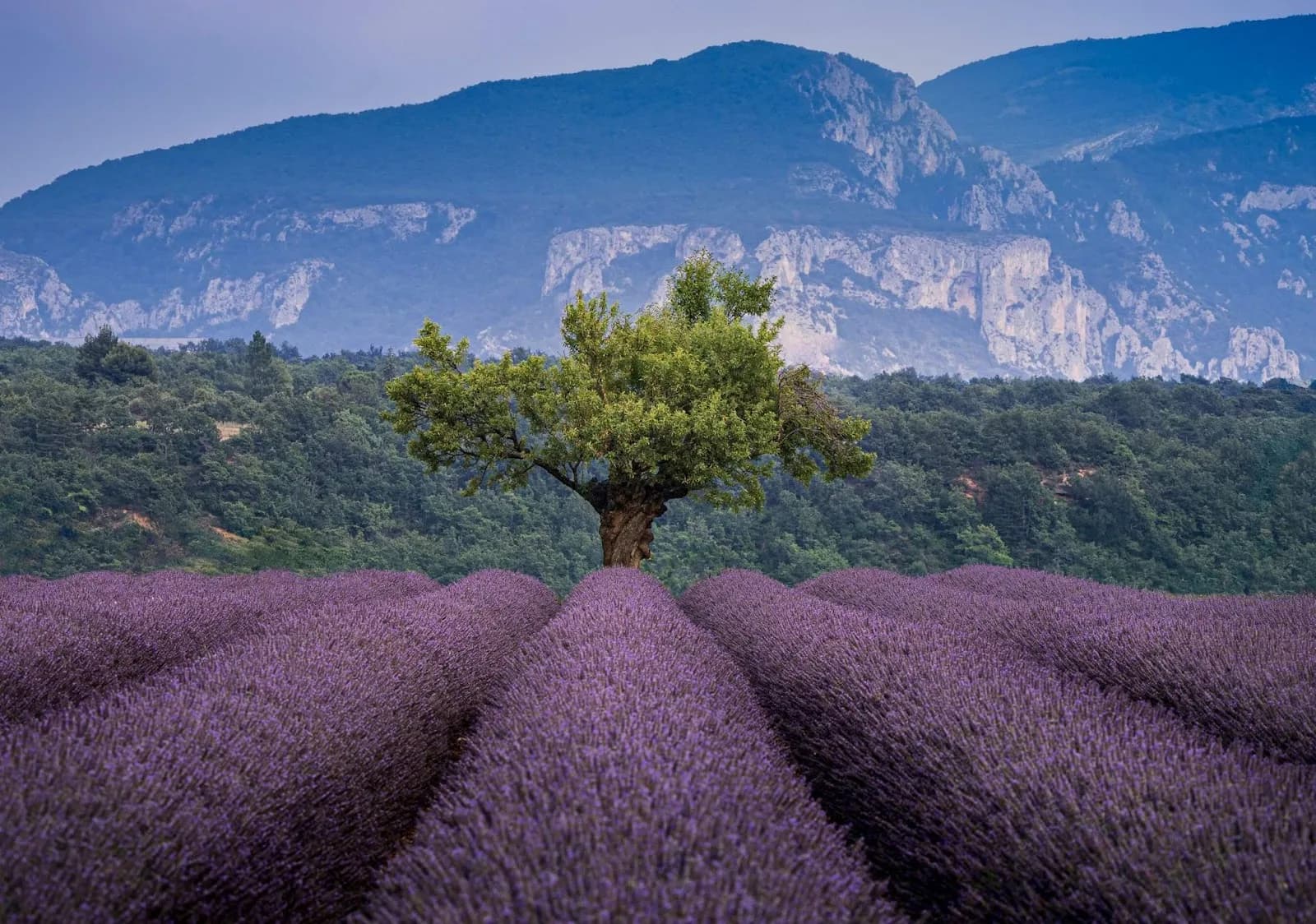 Alpes-de-Haute-Provence - Valensole